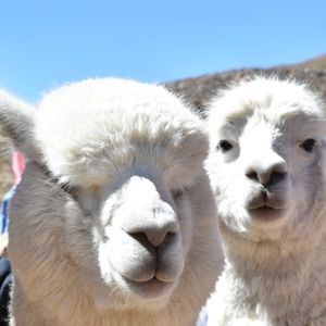 Meet your Posher, Julia